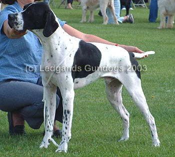 BPIB & 1st Puppy Dog